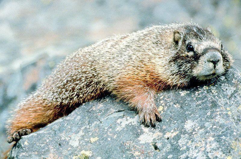 800px-Marmot in Grand Teton NP-NPS